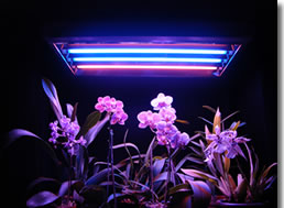 grow lights, plant lights