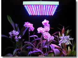 led plant lights